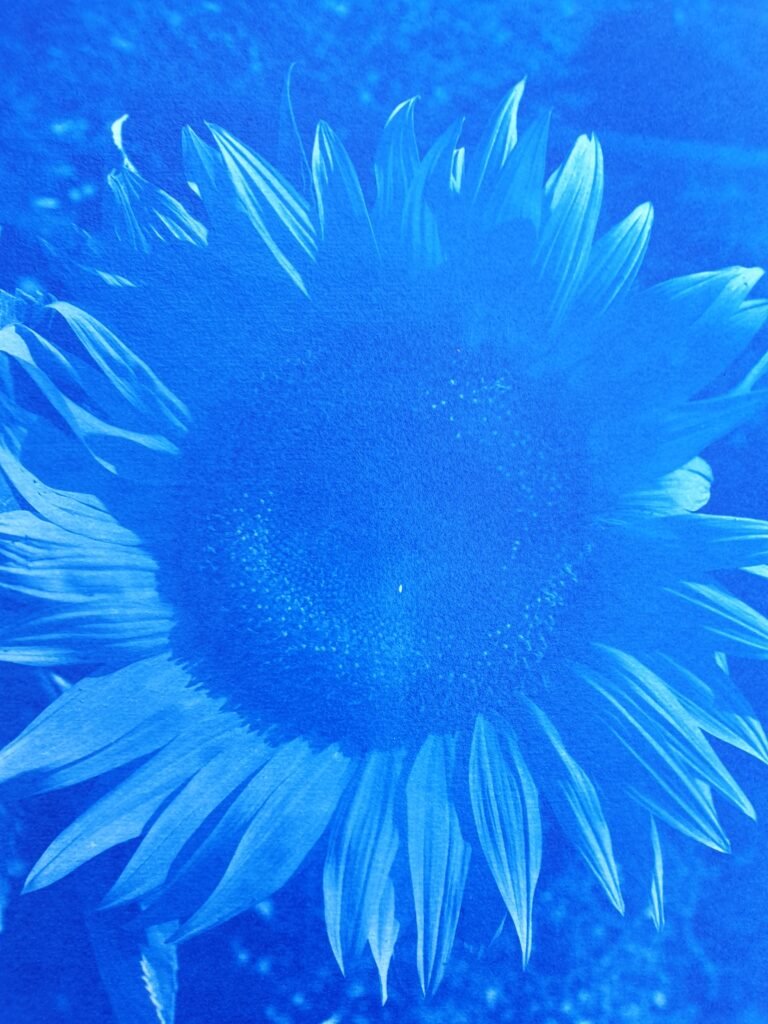 Cyanotype Sunflower print