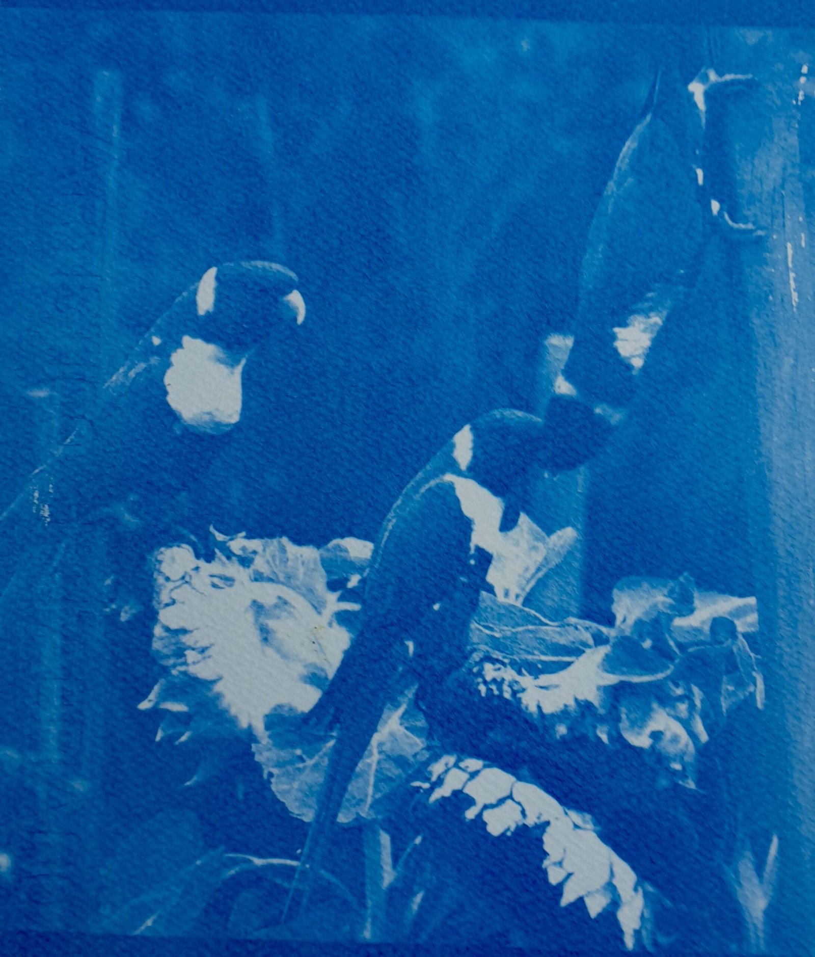 Sunflowers and Rainbow Lorikeets