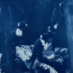 parrot and sunflower Sunflowers and lorikeets