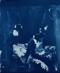 Cyanotype Print Sunflowers and lorikeets