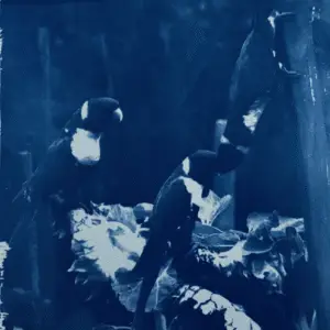 Sunflowers and lorikeets